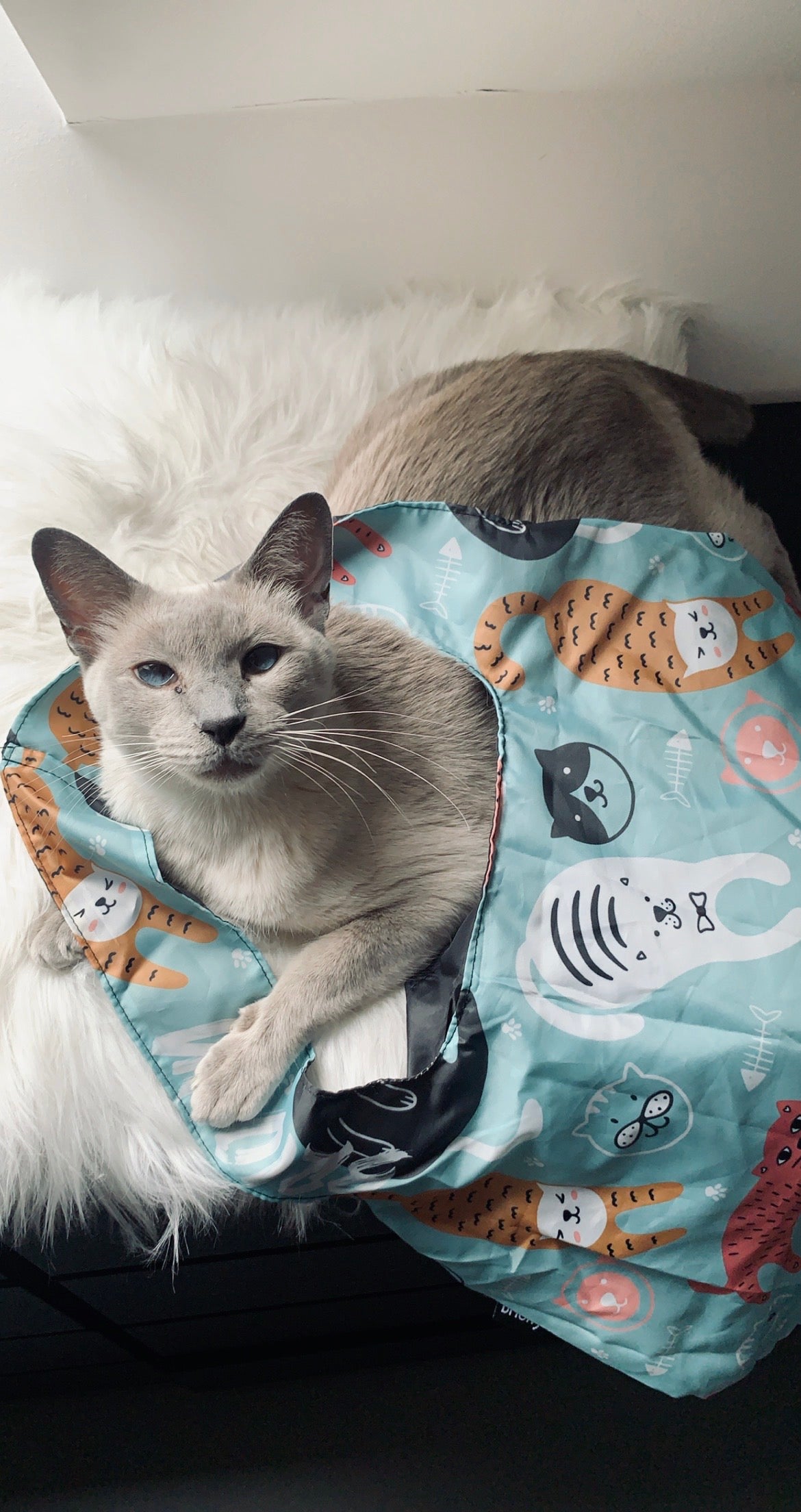 Cute Cats Shopping Bag